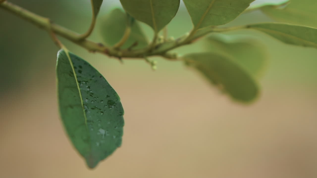 una hoja de yerba mate humedecida por la lluvia, y las gotas de agua se deslizan por su superficie