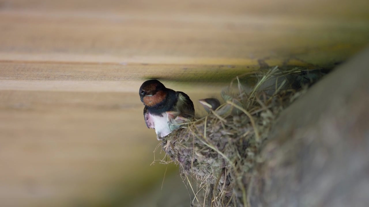 Close up of a barn swallow bird sitting in its mud nest under a wooden ceiling and guarding baby birds.