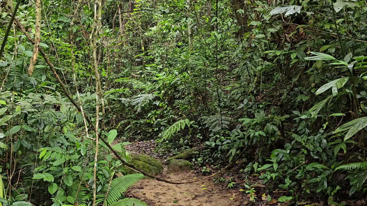 Un sentiero misterioso nel mezzo della giungla tropicale, circondato da cespugli verdi, foglie e felci.
