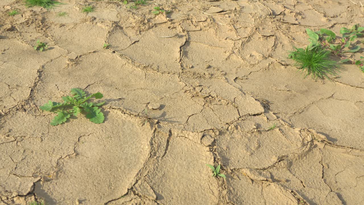 건조한 땅은 빛의 날에 그 안에 자라는 몇 개의 작은 식물과 함께 균열과 진 균열을 형성합니다.