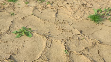 dry earth forming fissures and mudcracks with a couple small plants growing in it on a sunny day