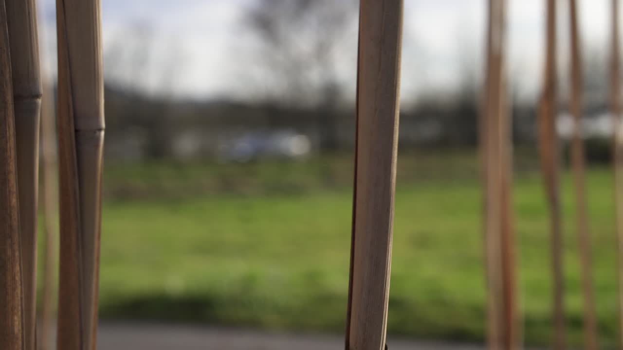 cerca de maizal seco con coches pasando en la distancia