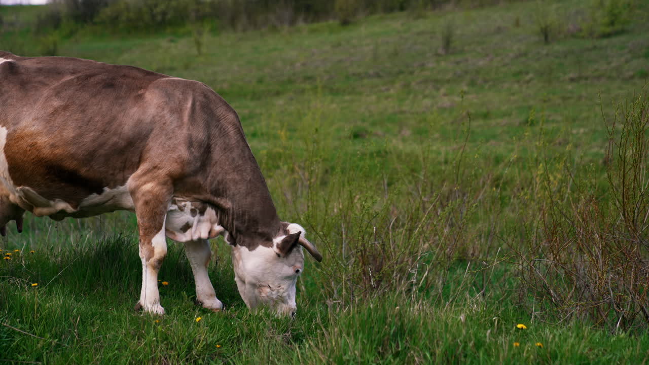 Milk cow eating grass on green meadow. Brown cow grazing fresh grass on pasture. Dairy cow on field in spring.