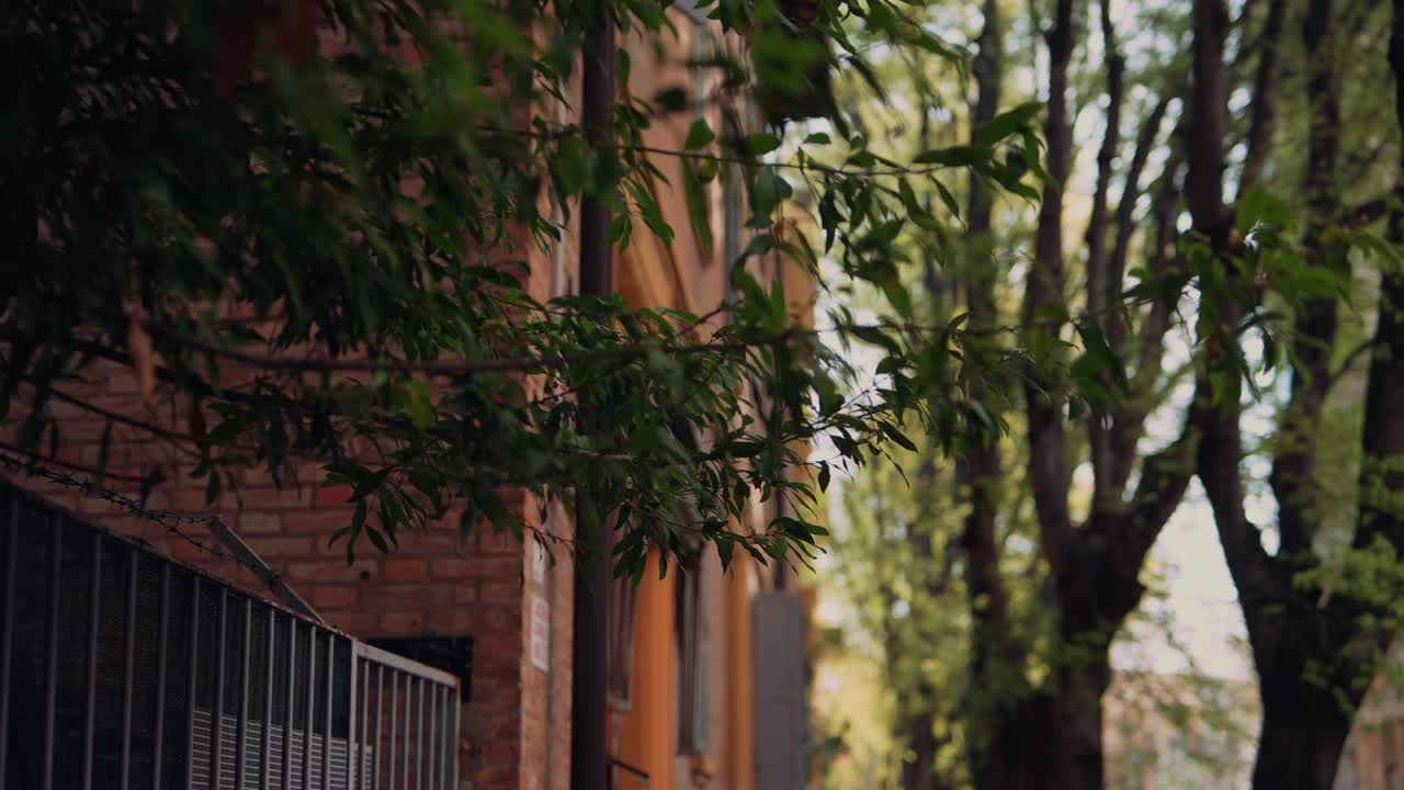 Italian City Street Scene with Trees