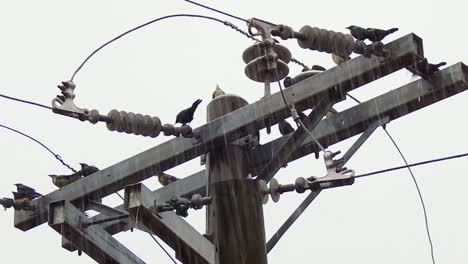 Cámara-Lenta:-Un-Grupo-De-Pájaros-De-Ojos-Rojos-Disfrutando-De-La-Lluvia-En-La-Parte-Superior-De-Un-Poste-De-Electricidad-En-La-Ciudad-De-Cebú,-Filipinas