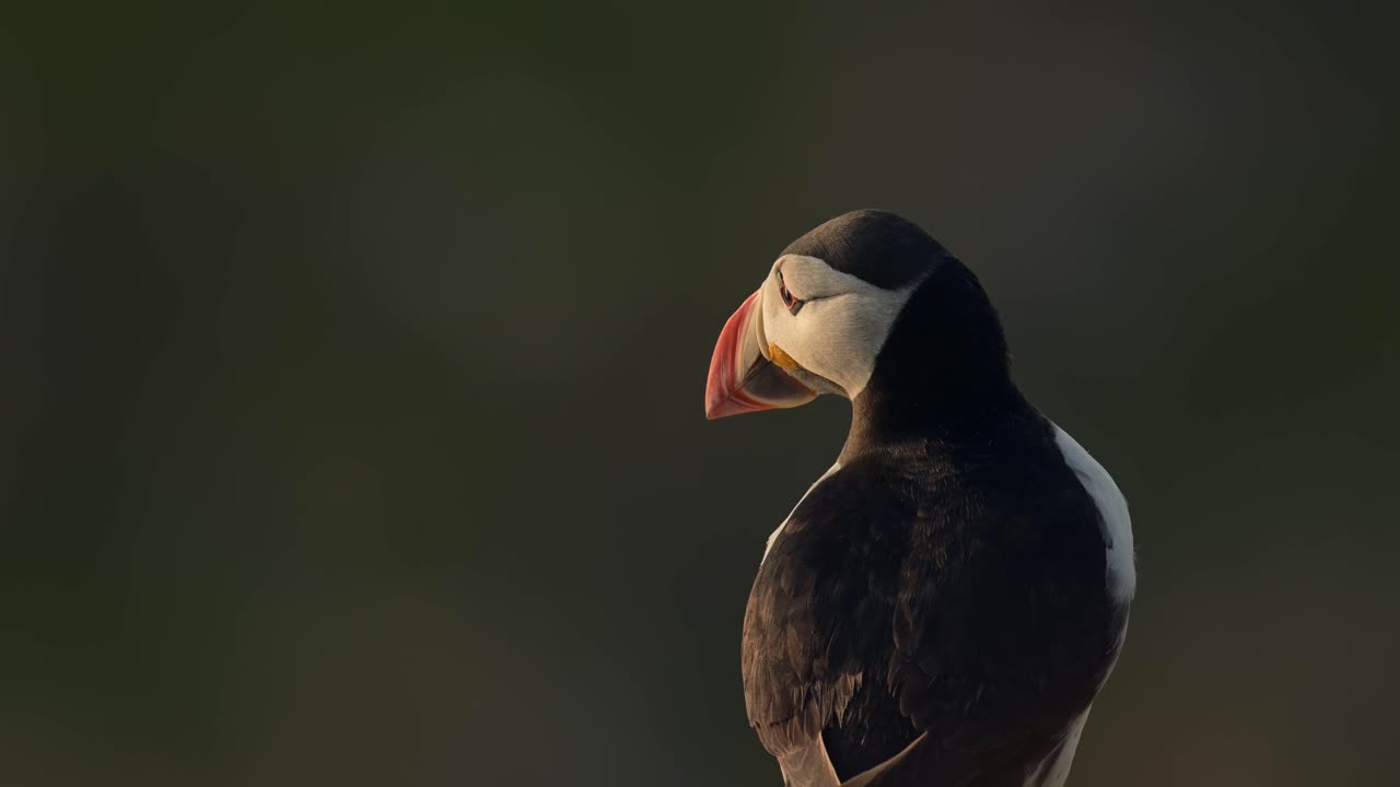 papagaio con fondo fuera de foco, papagaio atlántico con poca profundidad de campo en la isla de skomer en gales, reino unido aves y aves tiro de ángulo bajo