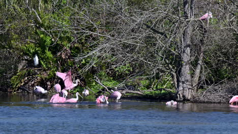 Bandada-De-Espátula-Rosada-Bañándose-En-Un-Lago-Bajo-Algunos-árboles