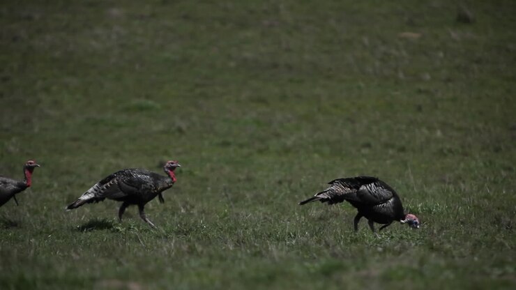 Wild turkeys are walking across a grassy field