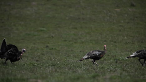 Wild turkeys are walking across a grassy field
