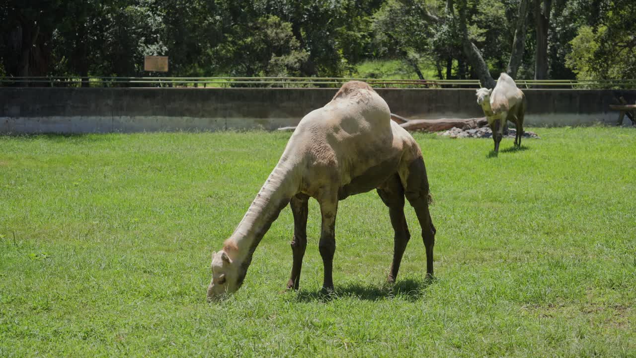 Two Dromedary camels graze on green grass inside large enclosure