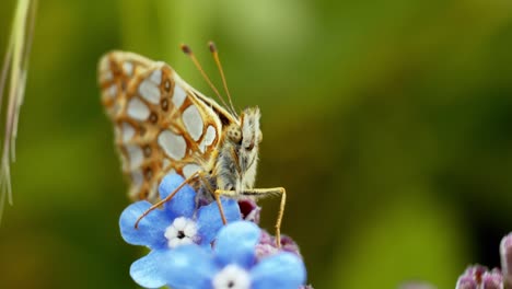 Una-Mariposa-Se-Posa-Elegantemente-Sobre-Una-Flor,-Sumergiéndose-En-Los-Suaves-Rayos-Del-Sol-En-Un-Entorno-Natural-Tranquilo