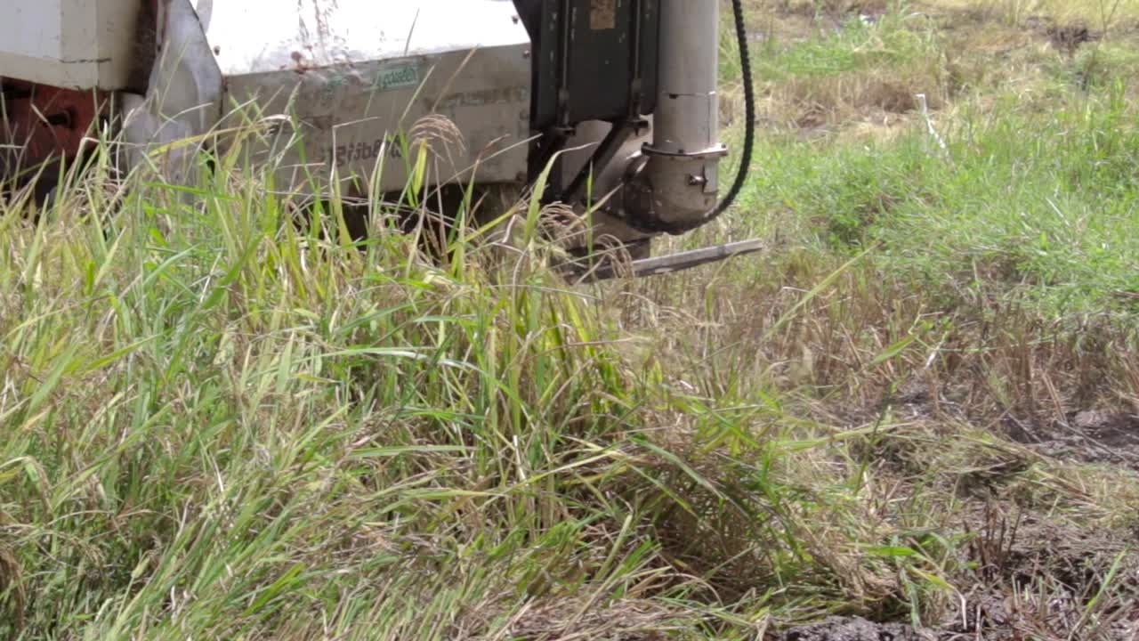 The waste product of reaped paddy rice grass cut and throw out of the Rice Harvester machine from the back close up b roll clip.