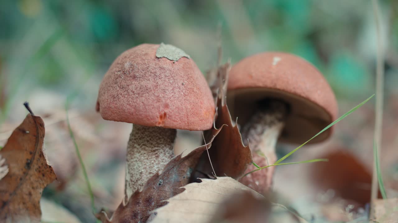 Two brown bolete mushrooms growing on the forest floor surrounded by dry autumn leaves. Detailed macro shot of fungi in a natural woodland habitat