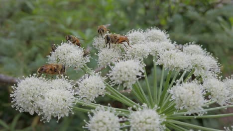 Abejas-Y-Moscas-Alimentándose-De-Flores-Blancas-Rockies-Kananaskis-Alberta-Canada