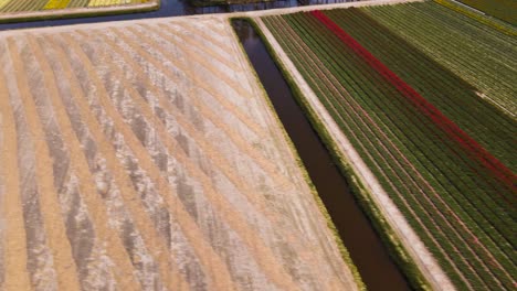 Inclinación-Aérea-Hacia-Arriba-Volar-Sobre-Campos-De-Tulipanes-Estériles-En-Campos-Agrícolas-En-Holanda