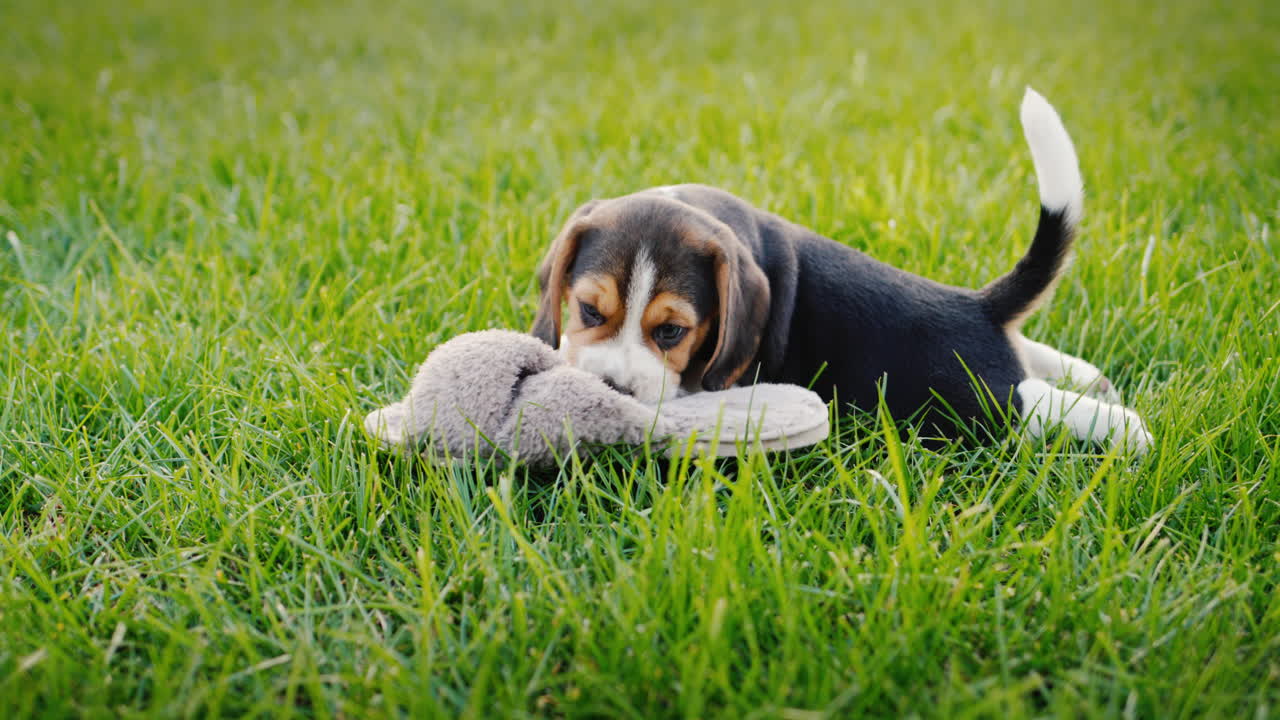 Playful puppy nibbles on the owner's slippers on the lawn