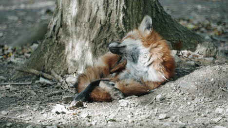 A-Scratching-Fox-Inside-A-Zoo-In-Miyagi,-Japan---close-up