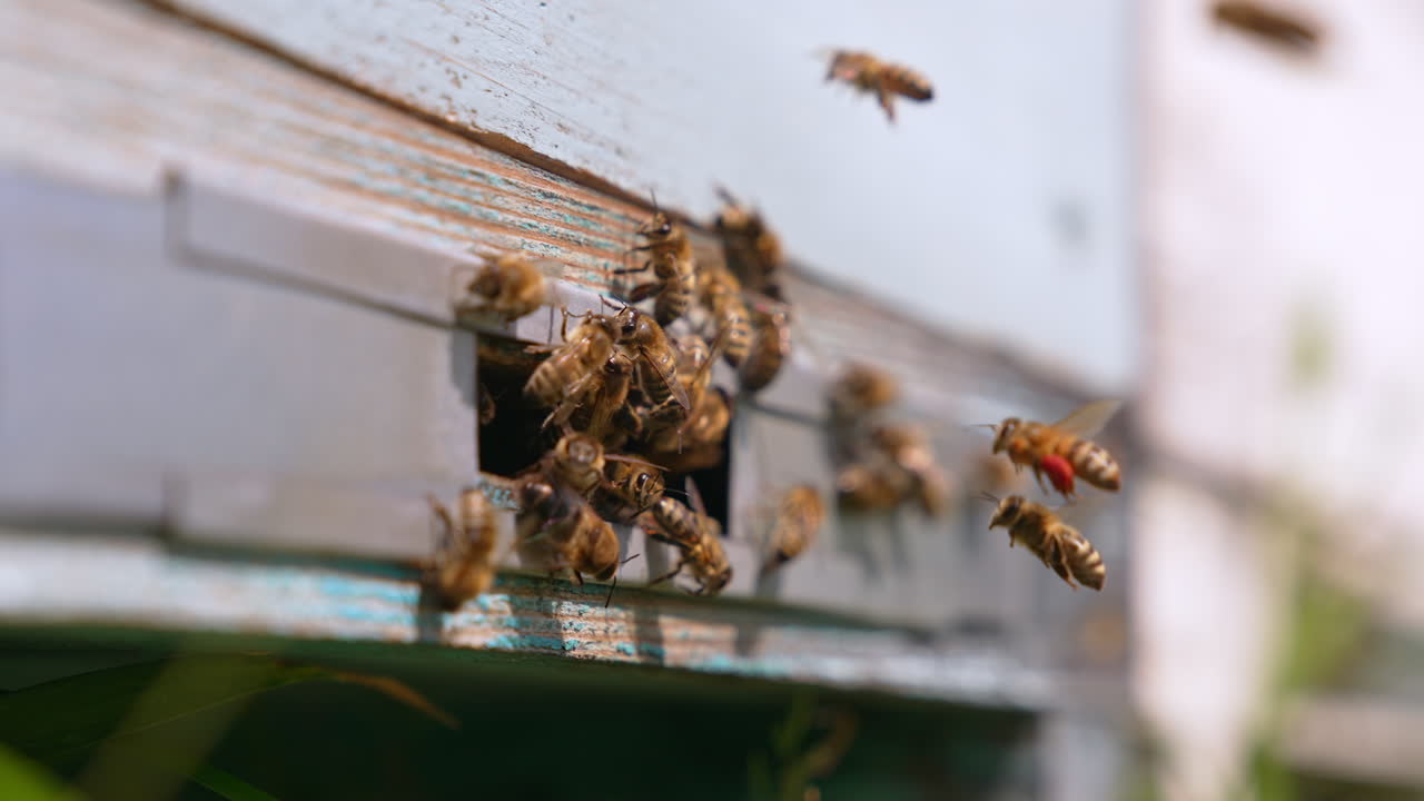 Working bees crowding in the entrance slot of wooden beehive. Bees full of pollen coming back to their homes. Close up. Blurred backdrop.