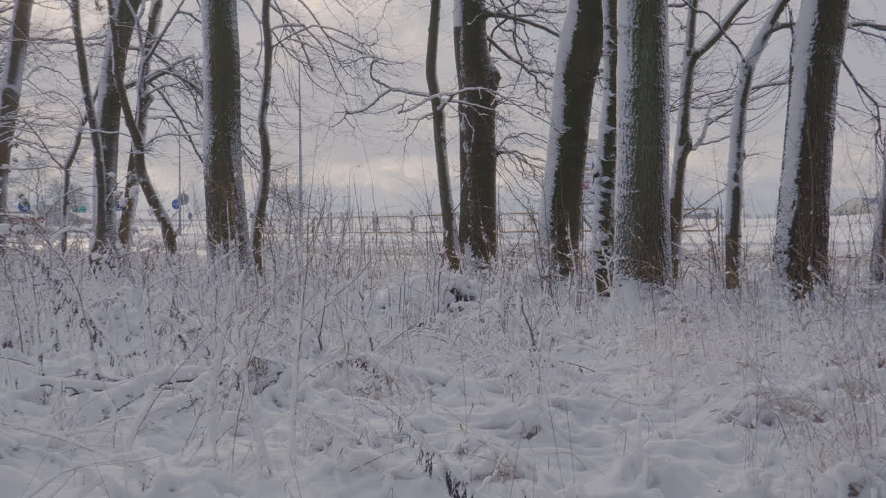 пейзаж заснеженного парка с голыми деревьями в хмурый зимний день