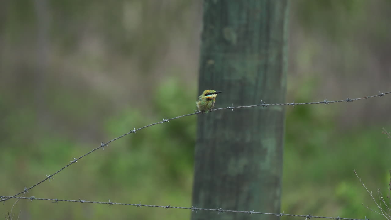 el abejaruco arcoiris australiano en una cerca de alambre de púas