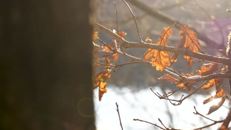 El-Sol-Brilla-A-Través-De-Un-Bosque-Y-Se-Refleja-En-Las-Hojas-De-Roble-Marrón