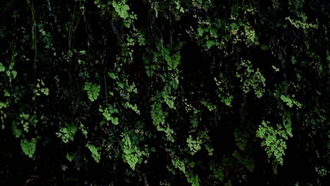 a wall of green tropical ferns grow against the cliff of a waterfall