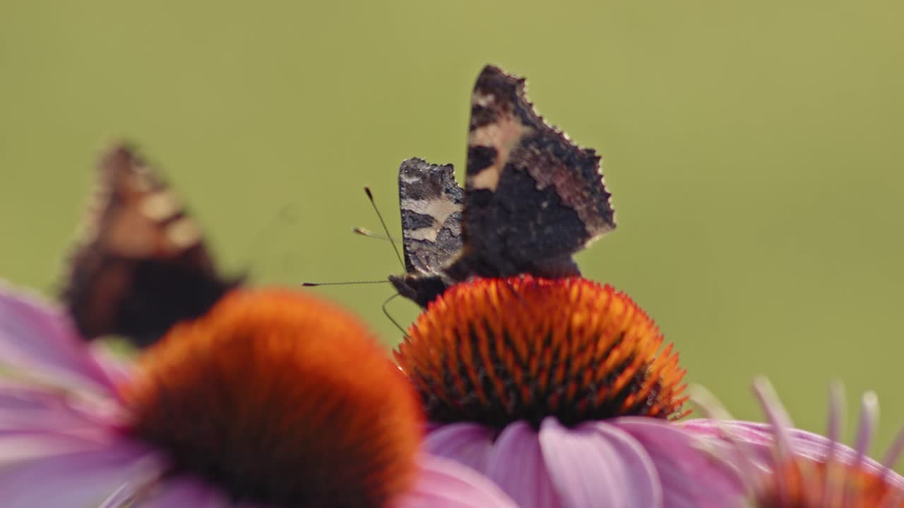 campo de equinácea púrpura con pequeñas mariposas de carey donde se posan