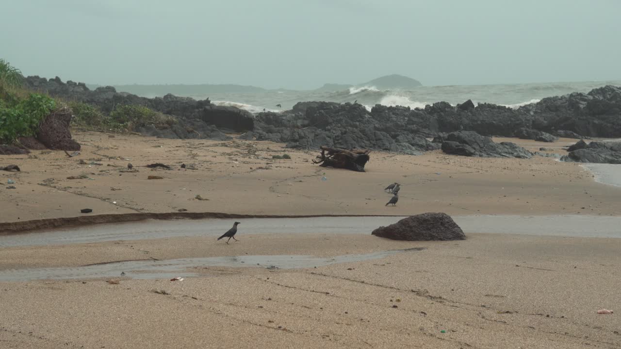 새들이 먹고 백그라운드에서 돌에 부딪히는 파도가 있는 낮 시간의 해변