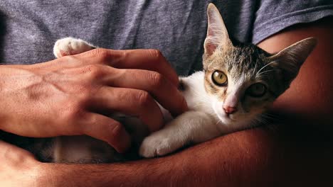 Gerettetes-Tabby-Kätzchen-Wird-Vom-Retter-Gestreichelt-Und-Sanft-Am-Bauch-Gekratzt