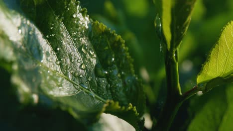 dewy green leaves