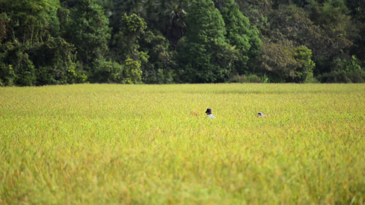 힌두교 사원 앙코르 와트 근처의 쌀 테라스에서 모자를 수확하는 농부들