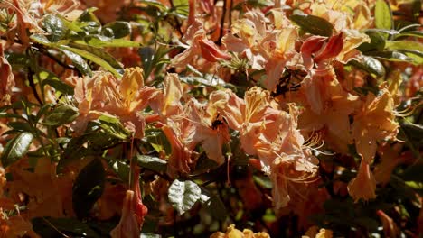 Leuchtend-Orangefarbene-Blumen-Mit-Bienen-Und-Anderen-Insekten,-Die-Herumschwirren