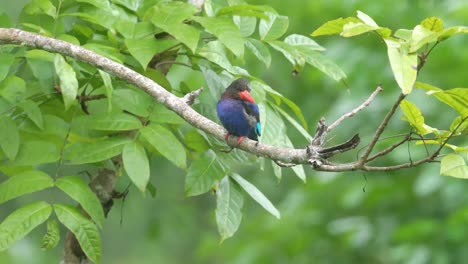 javan-kingfisher-is-perched-on-a-branch-among-the-trees-in-the-wind