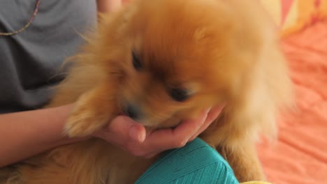 Woman-Carrying-Her-Playful-Long-Haired-Dog-With-Rolls-Of-Blue-And-Yellow-Yarn-For-Crochet-On-Her-Lap