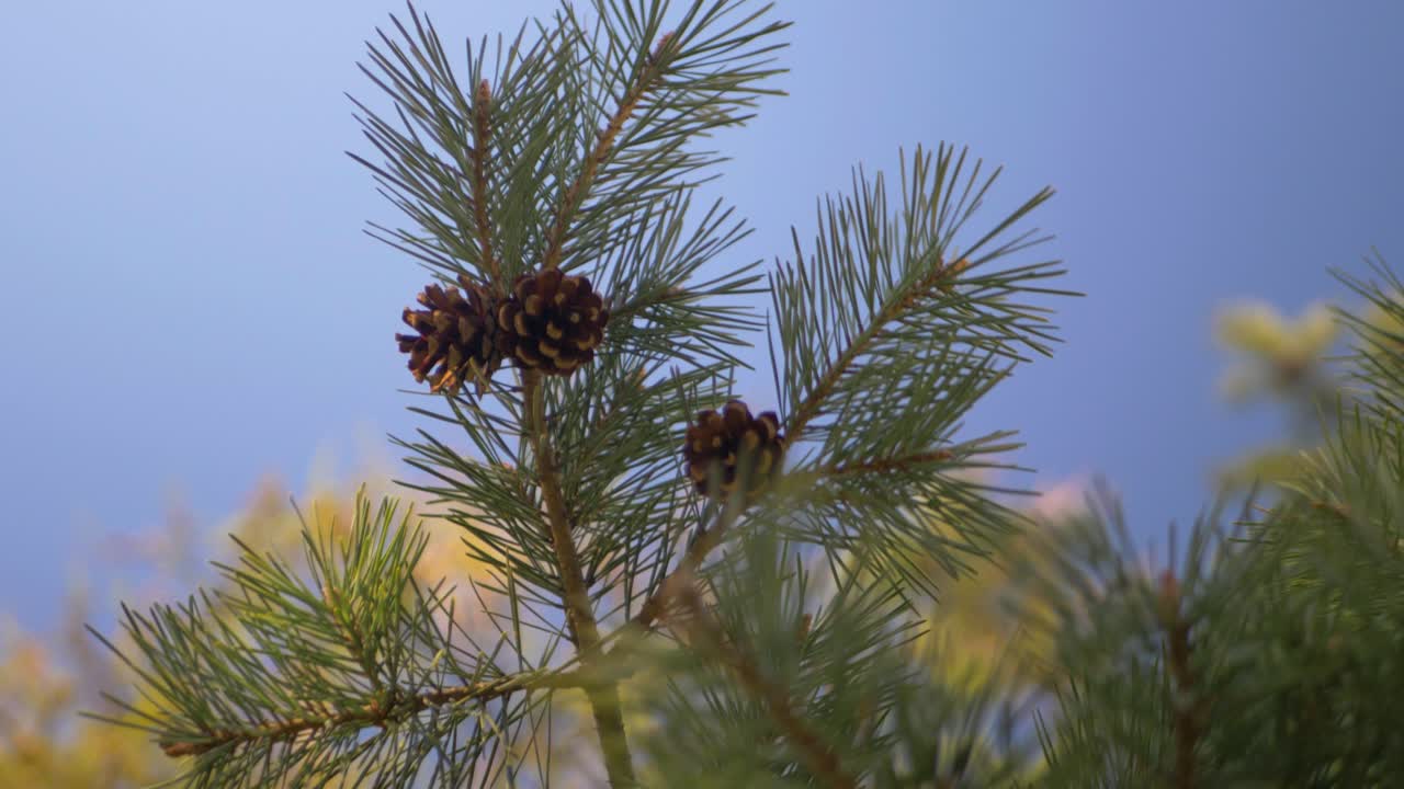 vista inferior de las conas de pino en el árbol con el viento en cámara lenta en un jardín francés con un buen clima y un cielo azul