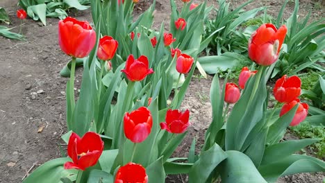 red tulips grow on clumba. spring mood