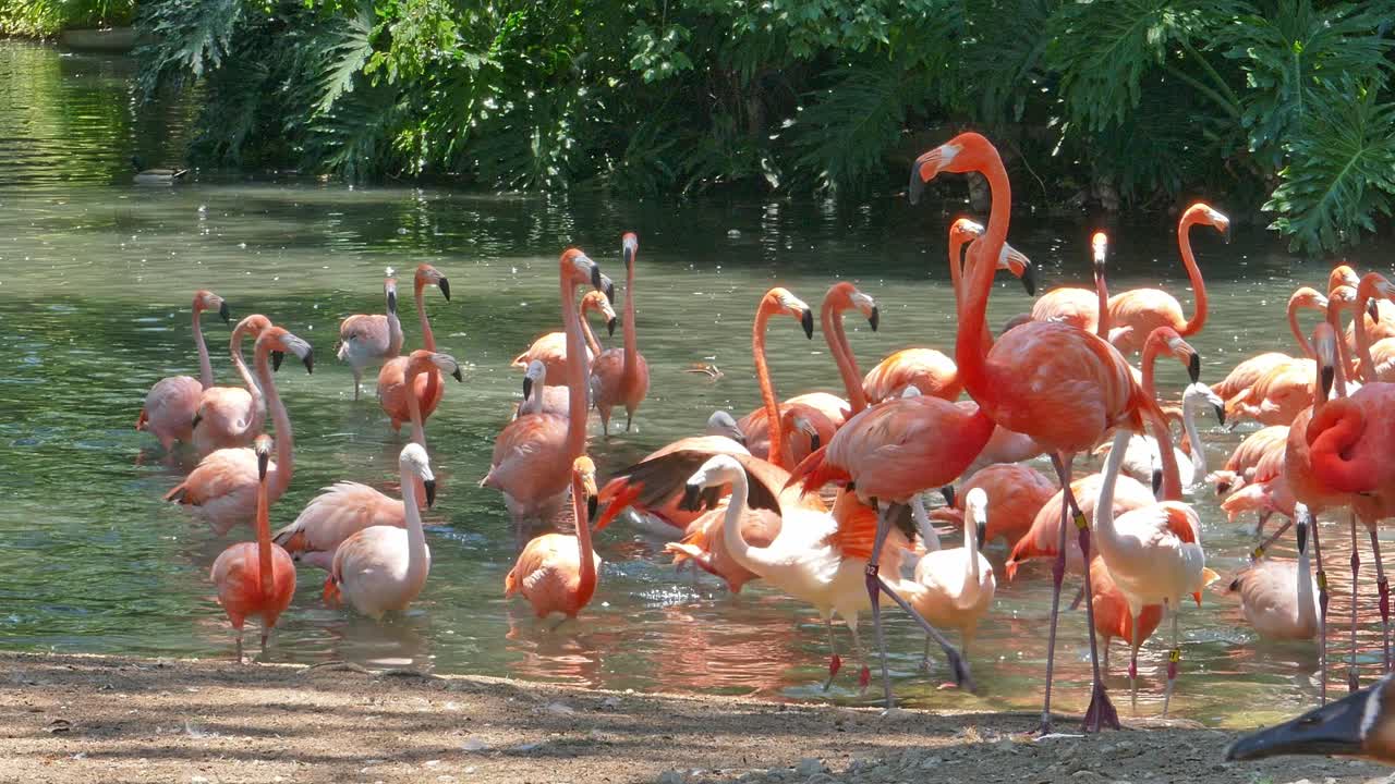 호수를 걷고 물 속을 헤엄치는 플라밍고 무리