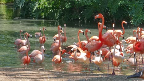 flamboyance or flock of flamingos in lake walking and wading through the water