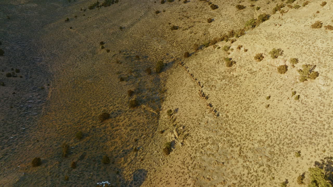 Drone shot of a herd of elk walking through the Nevada high desert at sunset. Aerial shot, camera follows