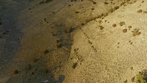drone shot of a herd of elk walking through the nevada high desert at sunset. aerial shot, camera follows