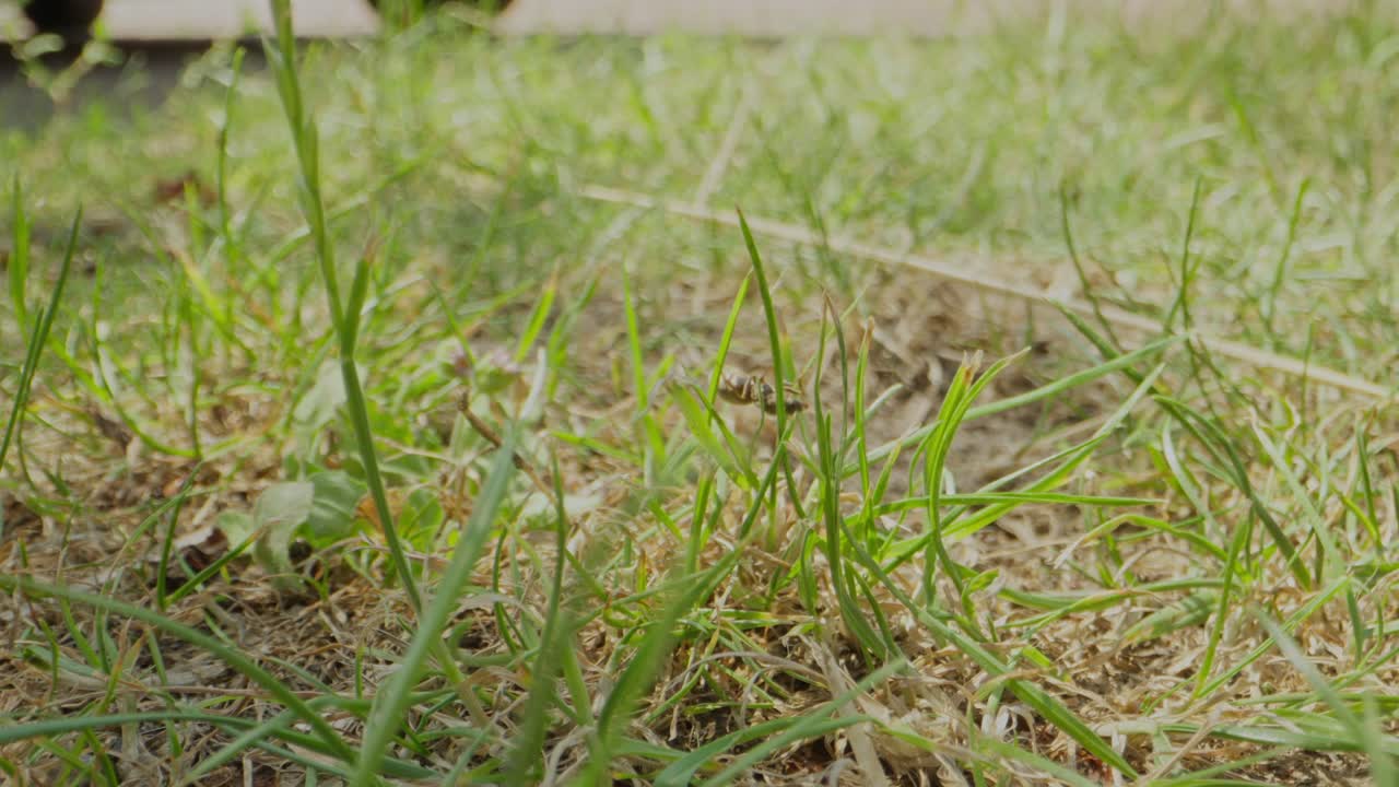 Black ants navigating dry ground and loose blades of grass in slow, deliberate motion