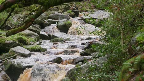 Tranquilo-Bosque-Invernal-Con-Un-Arroyo-Lento,-Robles-Dorados-Y-Hojas-Caídas,-Que-Ofrece-Un-Escenario-Tranquilo-Y-Relajante