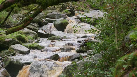 un bosque de invierno tranquilo con un arroyo lento, robles dorados y hojas caídas, que ofrece una escena pacífica y relajante