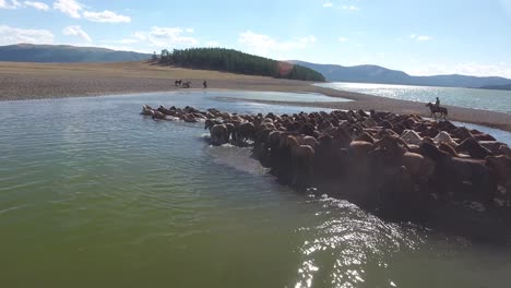 y increíble rebaño raro de caballos nadando en un lago en mongolia disparado por un dron