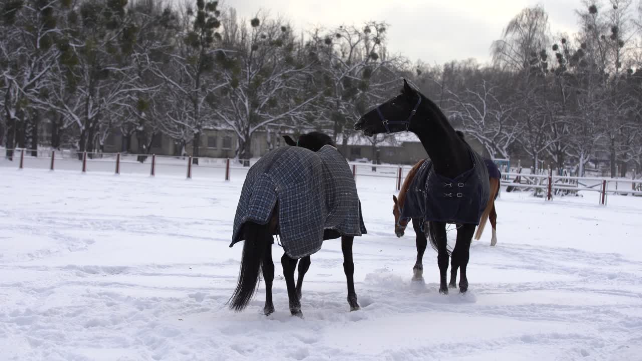 rebaño de caballos corriendo en la nieve