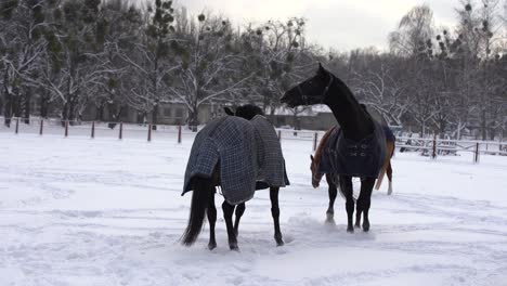 herd of horses running in the snow