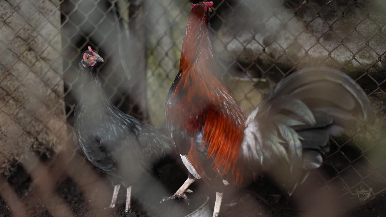 black hen and red rooster walking in the henhouse