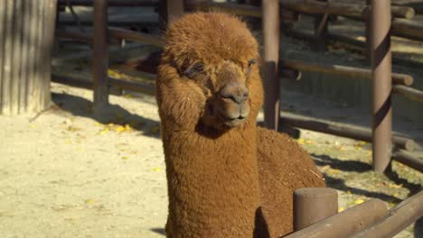 vista de cerca de una cara de alpaca bajo la luz del sol - zoológico de seúl en el gran parque de seúl en corea del sur