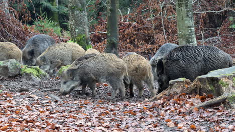 wild boar (sus scrofa) sounder foraging in muddy frozen ground in the forest