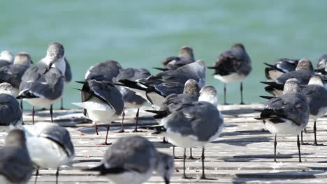 birds wildlife mexico